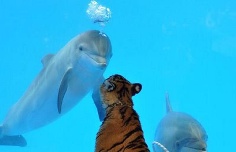 ambiguous_gender cetacean dolphin feline feral marine photo real sweet tiger