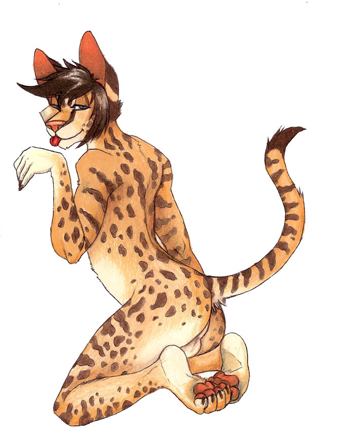 anthro back_turned balls butt feline from_behind hindpaw kneeling looking_at_viewer male mammal maza_rau nude pawpads paws plain_background presenting presenting_hindquarters raised_tail redrevolution savannah_cat serval soles solo tail teasing toes tongue white_background