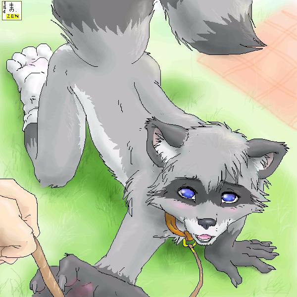 all_fours blue_eyes blush claws collar grass grey leash looking_at_viewer male raccoon tail zen