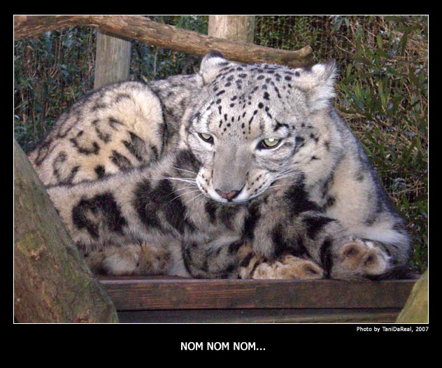 2007 cute daww feline nom omnomnom photo real snow_leopard tail tani_da_real