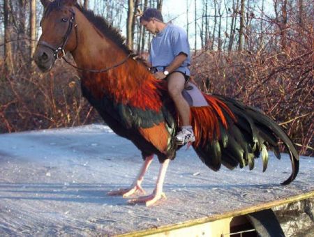 blue equine feathers funny horse horsecock human humour joke penis real rooster shirt shoes sky snow trees watch what what_has_science_done winter wood