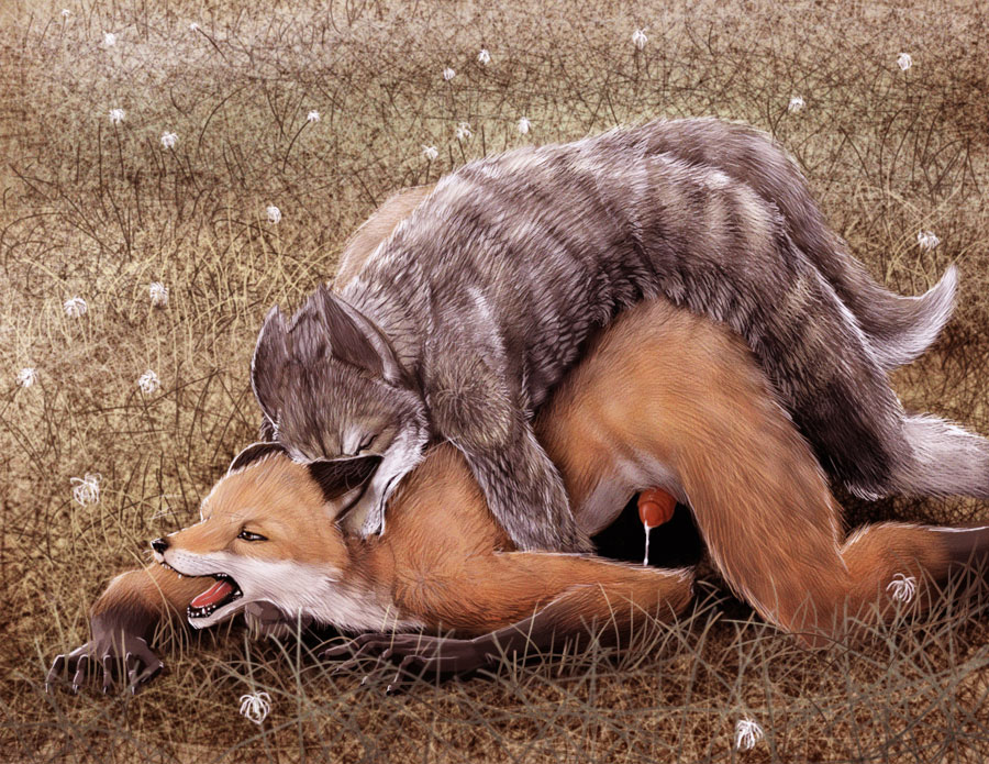 anthro ass_up black_nose canine claws cum duo eyes_closed fangs flower fox from_behind fur gay gloves_(marking) grass grey_fur interspecies lying male mammal markings nude on_front open_mouth orange_fur outside penis realistic sex slash0x socks_(marking) tongue whiskers wolf