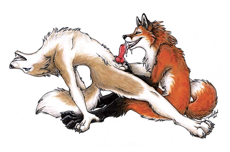 canine canine_penis fox full_of_relish gay knot licking male oral penis tail tani_da_real tongue wolf