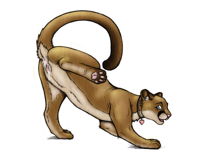 &hearts; after_sex anus blue_eyes cat collar cougar feline female feral hindpaw kisu lion mountain_lion necklace presenting puma pussy raised_leg raised_tail solo tail