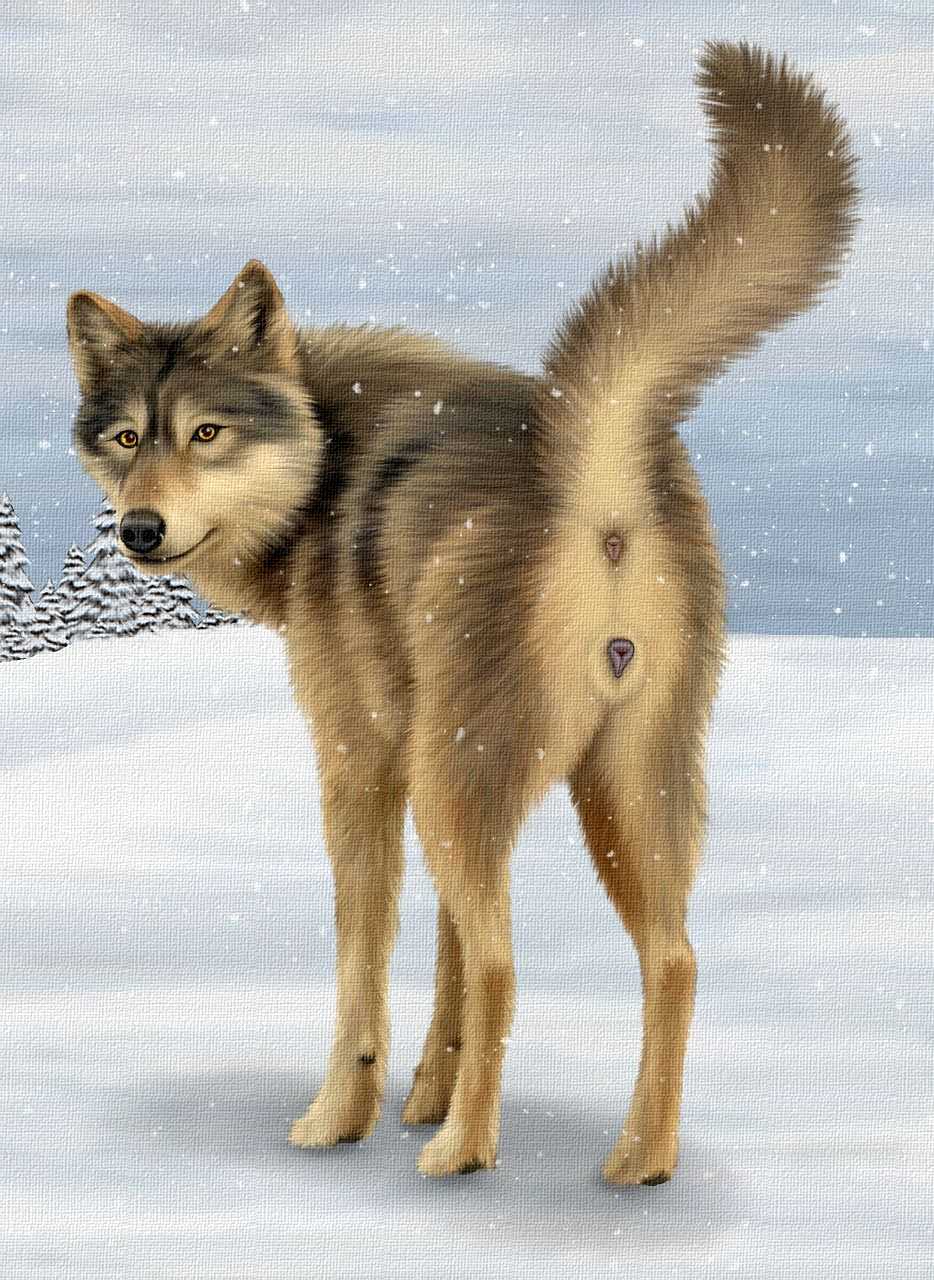 anatomically_correct anus canine canine_pussy ebon_lupus female feral heat in_heat looking_at_viewer outside photorealism presenting pussy raised_tail snow solo tail wolf