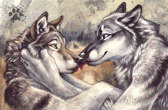 blotch canine couple gay kissing licking male tongue wolf
