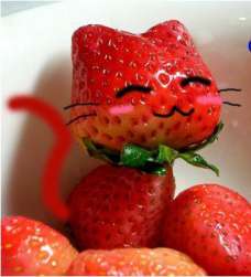 adorable cat cute edit feline female feral food low_res mammal real shoped shopped strawberry unknown_artist