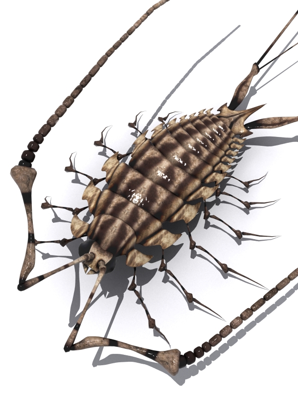 antennae bug from_above insect maeda_koutarou no_humans original simple_background white_background