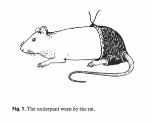 dr_ahmed_sharif feral male polyester rat rodent science solo underwear what_has_science_done