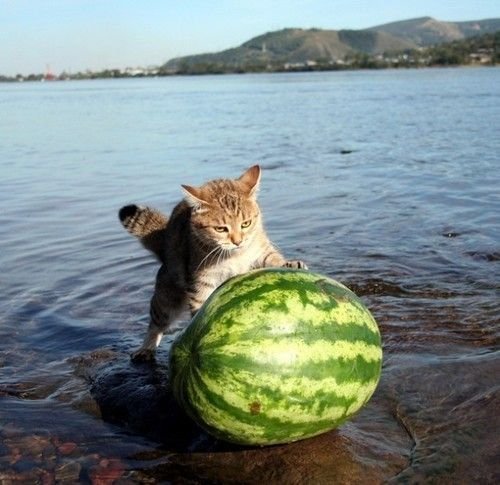 big cat cute feline feral lake melon photo pussy real solo water watermelon wet what