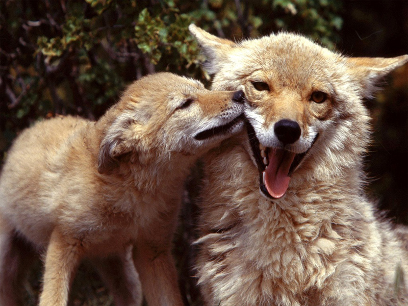 canine coyote feral happy kissing mammals nature photo pose real unknown_artist