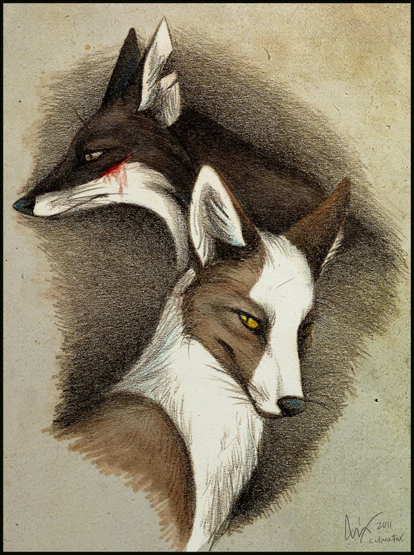 blood canine culpeofox feral fox mammal