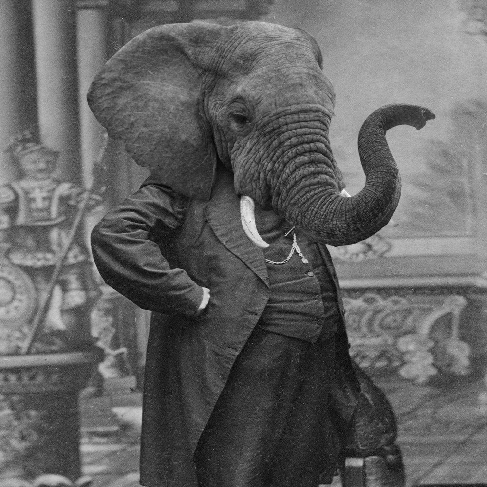 chubby edit elephant greyscale male mammal monochrome photoshop republican shopped solo suit trunk tusk unknown_artist