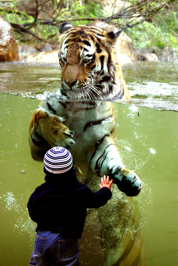 animal boy child fearless feline feral human interspecies katzilla13 photo real refraction size_comparison size_difference tiger underwater water zoological_gardens