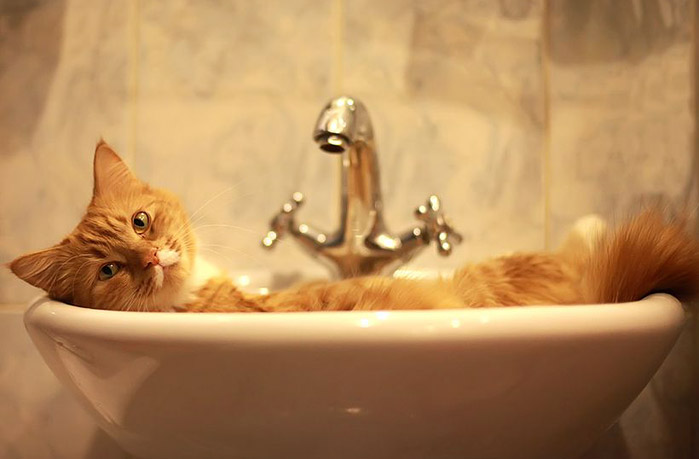 faucet feline feral looking_at_viewer mammal photo real sink solo