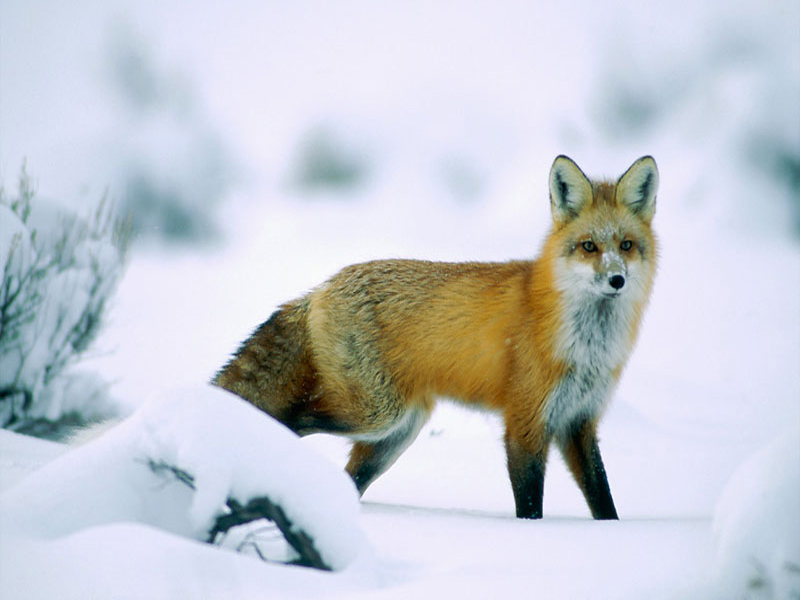 canine cold feral fox mammals nature photo real snow solo unknown_artist winter