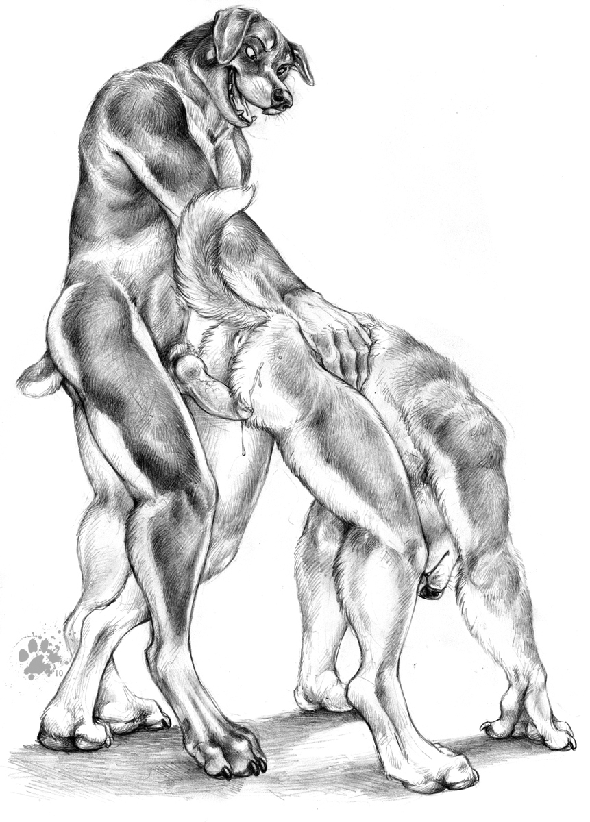 anal animal_genitalia anthro anus bent_over blotch canine canine_penis couple cum dog doggy_position doggystyle duo erection from_behind gay knot male mammal monochrome open_mouth penetration penis plain_background raised_tail rottweiler sex tail white_background