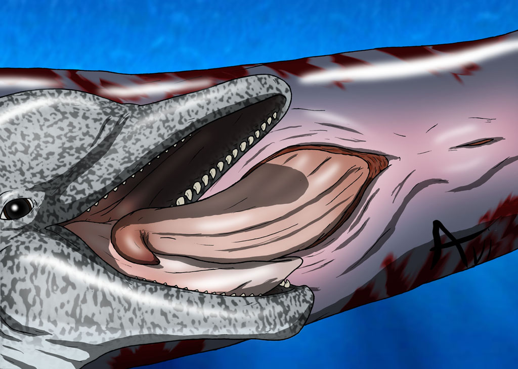 anus avilon cetacean dolphin fellatio feral gay male marine oral oral_sex penis sex tapering_penis tongue