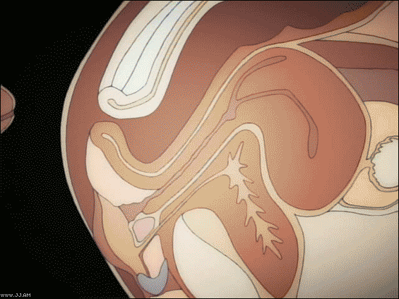 anal animated animated_gif buttsecks foxy_nudes gif grey_hair sex source_request surprise surprise_buttsex surprised uncensored x-ray