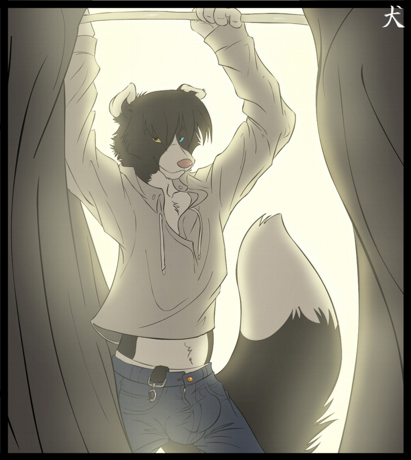 bulge canine curtains dog heterochromia jeans looking_at_viewer male midriff solo straydog