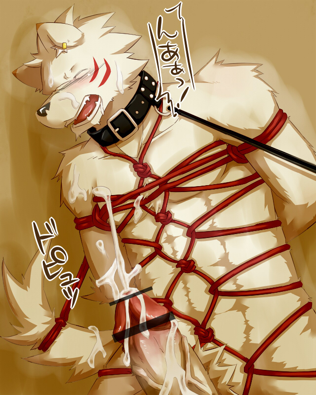 bdsm blush bondage canine censored collar cum leash male nude piercing rope silverio wolf