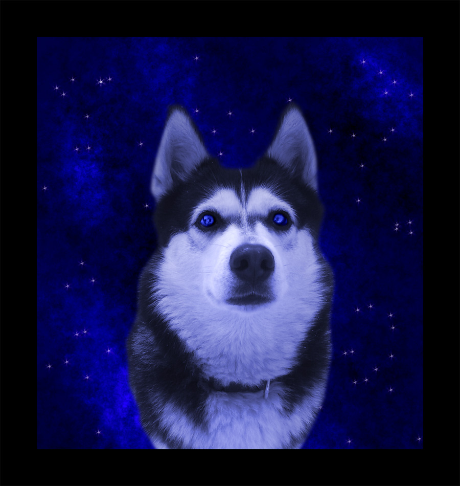 blue_eyes canine light night solo space stars vampirella87 wolf
