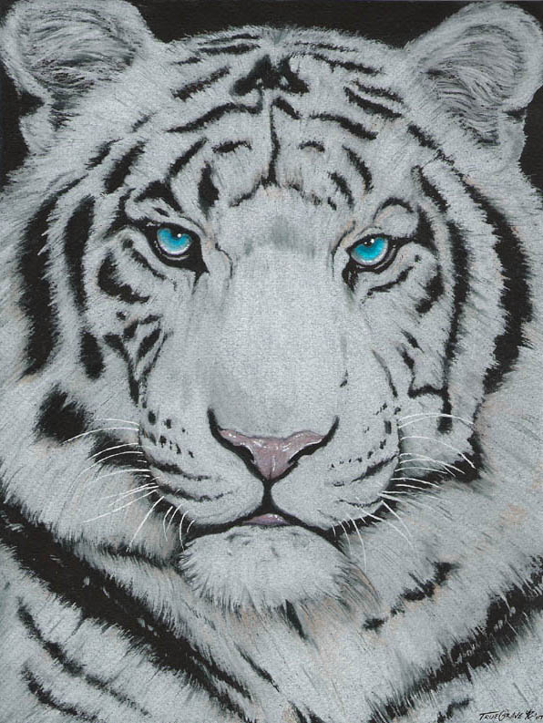 feline feral solo tiger truegrave9 white_tiger