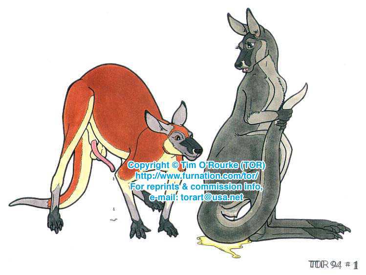 annoying_watermark female feral kangaroo male marsupial penis randy_muledeer straight