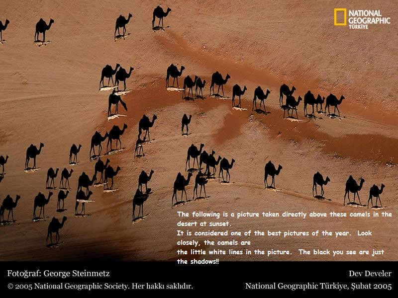 camel desert english_text feral george_steinmetz national_geographic optical_illusion real text