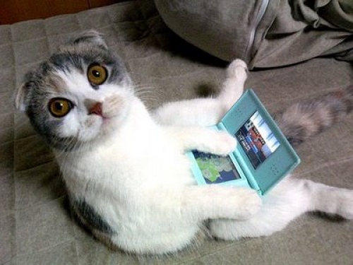 cat funny japan looking_at_viewer nintendo_ds wide_eyes