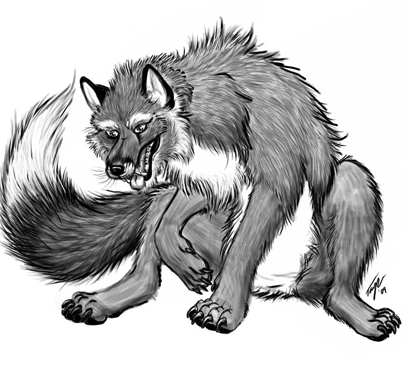 2009 canine feral fox sketch solo wyrrn