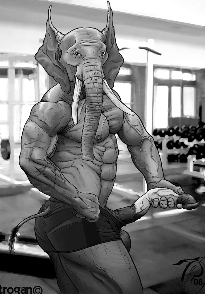 elephant flaccid male muscles penis solo trogan