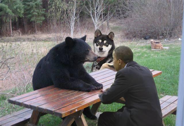 barack_obama bear canine chill dog doggy_cool feral human meeting_without_preconditions photo real what