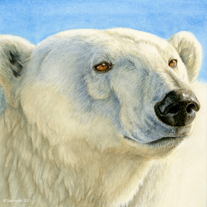 2011 avoid_posting bear feral melo666 non-anthro outside polar_bear solo