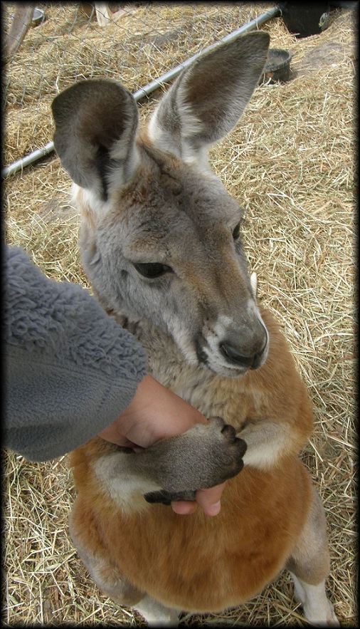 feral hand_holding human kangaroo mammal marsupial photo real remywolf