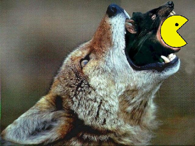 black canine gaping_maw open_mouth pac-man photo picture real rl vole vore wolf