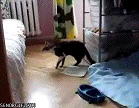 cat fail feline gif humor humour jumping low_res mammal unknown_artist