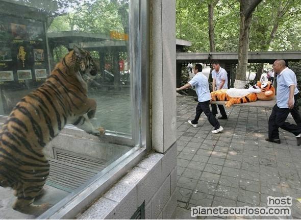 cage feline feral fursuit humor humour mammal outside paramedic real tiger tigger tree wood zoological_gardens