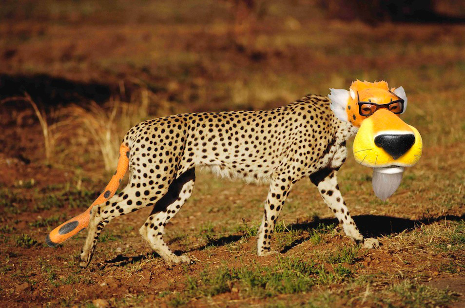 cheetah cheetos chester_cheetah derp fail what