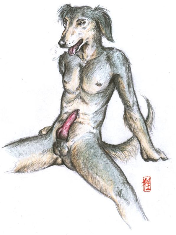 balls canine cum dog knot male mammal nude penis plain_background precum realistic saluki solo tanuki_(artist) white_background