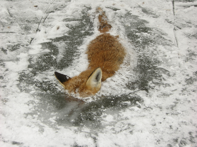 canine dead fox frozen ice photo unknown_artist