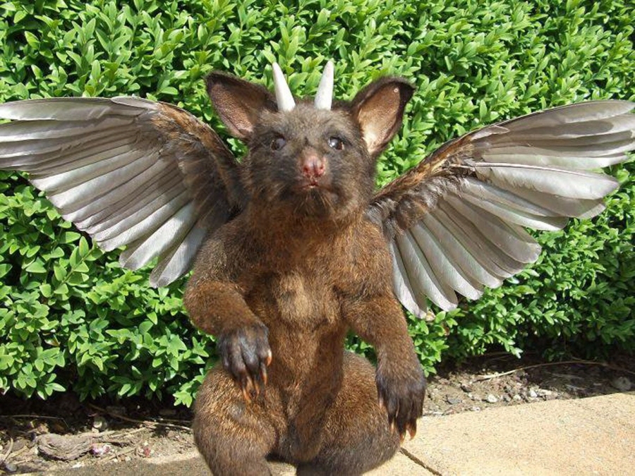 ambiguous_gender andrew_lancaster avian bush claws feral horn hybrid looking_at_viewer mammal nightmare_fuel plushie real rodent unknown_species what what_has_science_done wings