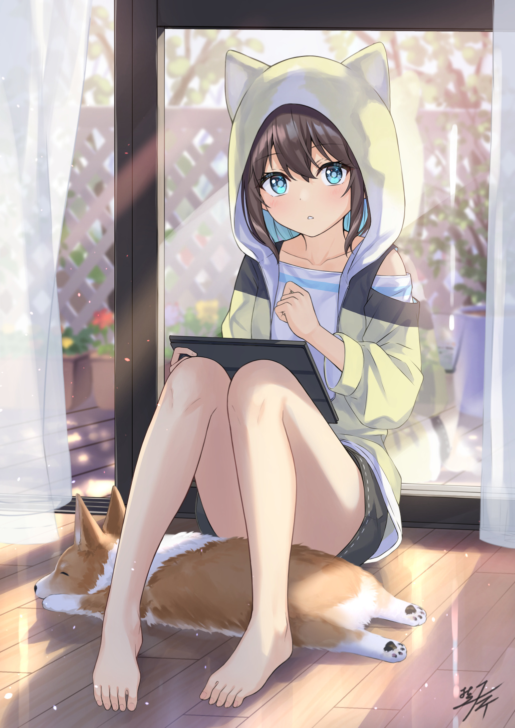 1girl :o animal animal_ears animal_hood bare_legs barefoot black_shorts blue_eyes blue_hair brown_hair brown_jacket collarbone commentary_request curtains day dog fake_animal_ears highres hood hood_up hooded_jacket jacket knees_up looking_at_viewer miko_fly multicolored_hair on_floor original parted_lips ribbon-trimmed_shorts ribbon_trim shirt short_shorts shorts signature sitting solo tablet_pc transparent two-tone_hair white_shirt window wooden_floor