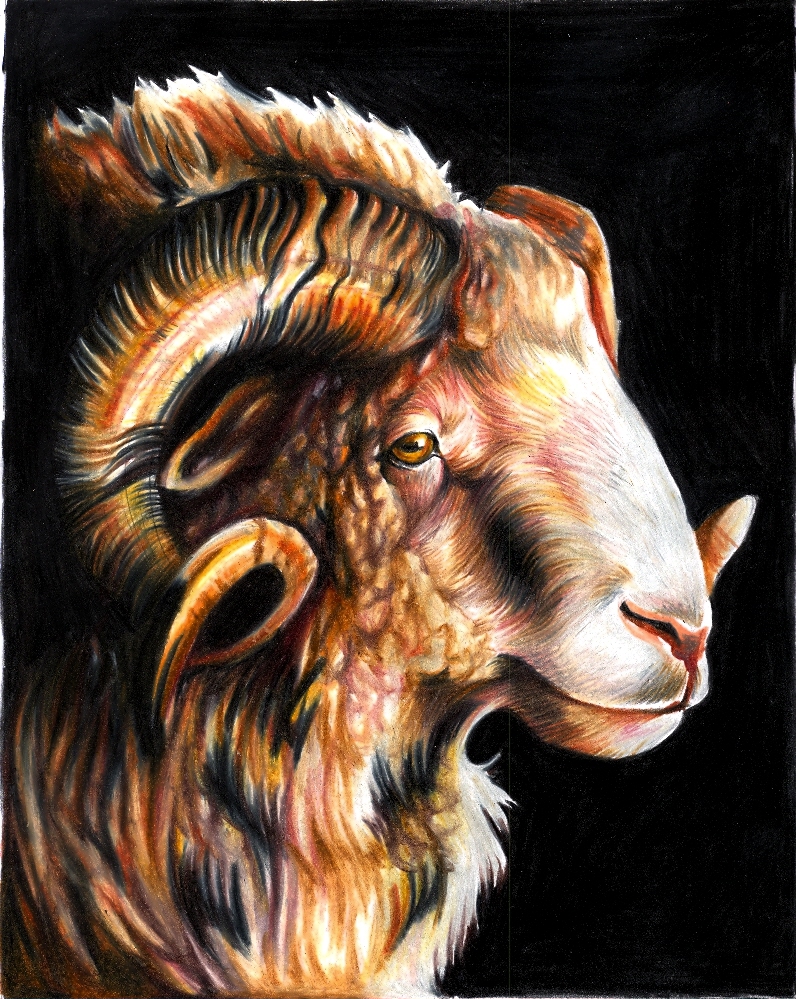 brown_eyes caprine curly_horns eattoast feral fluffy horn looking_at_viewer mammal original plain_background portrait profile ram solo