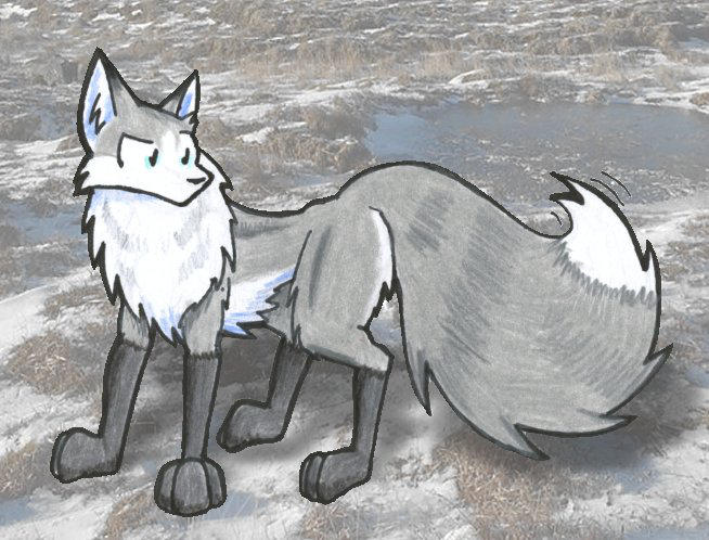 3_toes ambiguous_gender black_fur black_markings black_nose blue_eyes canid canine cheek_tuft colored_pencil_(artwork) compression_artifacts countershade_face countershade_torso countershading curious day digital_media_(artwork) digitigrade dipstick_tail dirt ear_markings ears_up facial_markings feral fluffy fluffy_tail fox full-length_portrait fur fur_markings gloves_(marking) grass grey_fur head_tilt head_tuft inner_ear_fluff looking_back looking_down mammal marker_(artwork) markings mixed_media motion_lines multicolored_fur multicolored_tail nude outline outside photo_background pointy_ears portrait quadruped red_fox ruff shaded shadow side_view skeptical snout snow socks_(marking) solo standing suspicious tempest_(tempestryder) tempestryder toes traditional_media_(artwork) tuft two_tone_tail water white_countershading white_fur white_markings