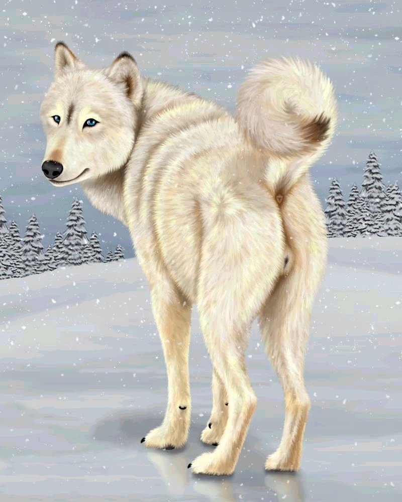 anatomically_correct_pussy animal_genitalia anus blue_eyes butt canine canine_pussy ebon_lupus female feral forest fur looking_at_viewer mammal presenting presenting_hindquarters pussy raised_tail snow solo tree white white_fur wolf wood