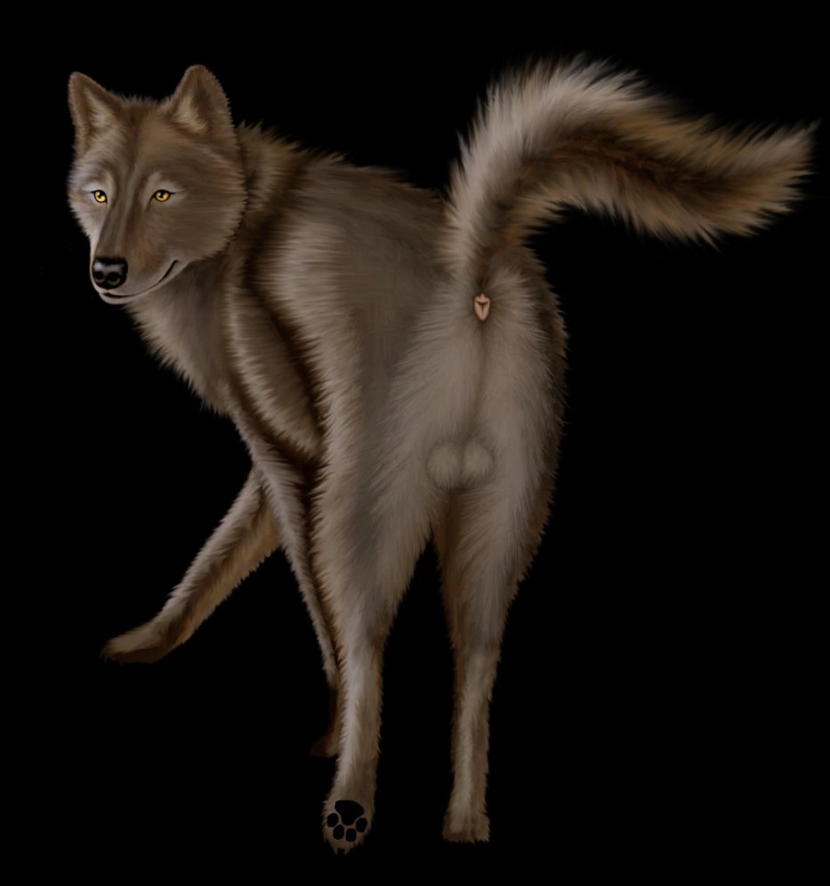 anus balls butt canine ebon_lupus feral male mammal presenting presenting_hindquarters solo wolf