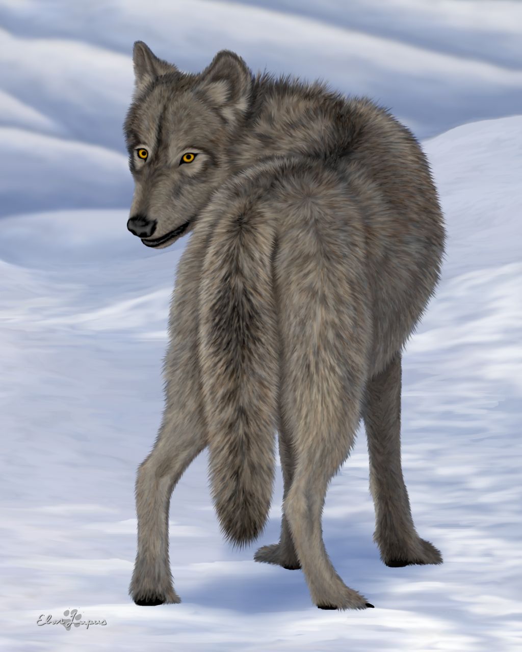 black canine ebon_lupus female feral fur grey_fur mammal snow solo wolf