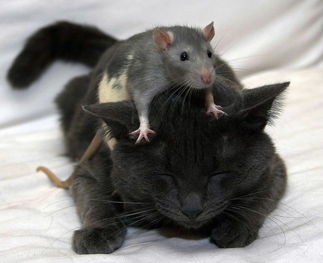 :3 ambiguous_gender black_eyes black_fur cat claws cute feline feral fur grey_fur happy lying mammal mouse o_o on_stomach rat real rodent size_difference sleeping unknown_artist whisker whiskers white_fur