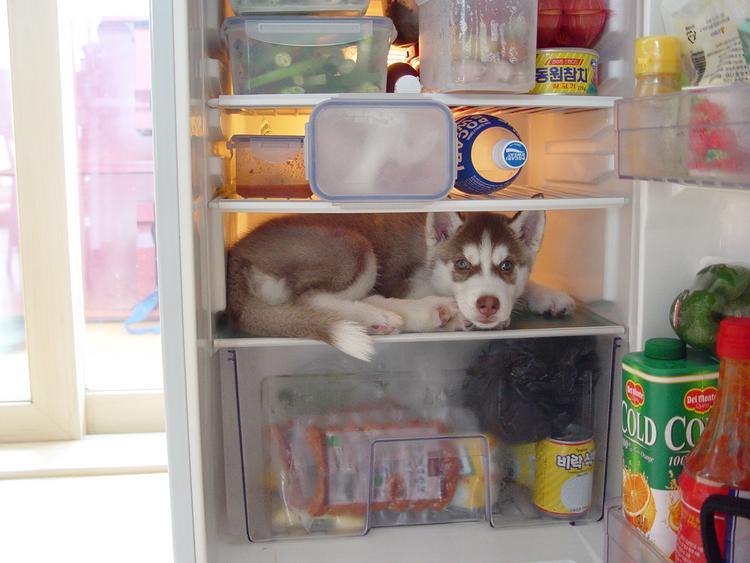 ambiguous_gender canine cat cute dog feline food fridge husky korean_text looking_at_viewer puppy real shelf shelves